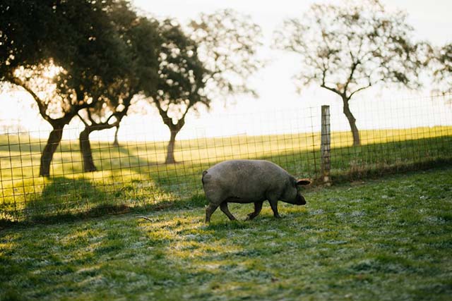 cerdo pastando en el campo