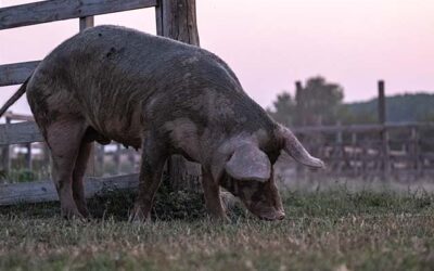 Genética del Cerdo Ibérico. Lo que define su calidad