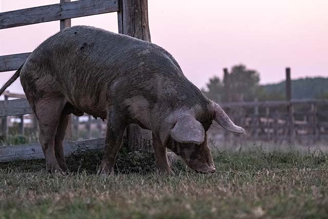 cerdo ibérico suelto en la granja