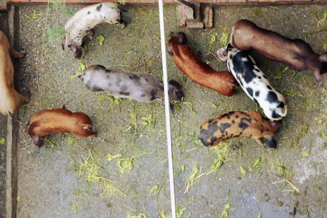 diferentes razas de cerdo ibérico en un establo