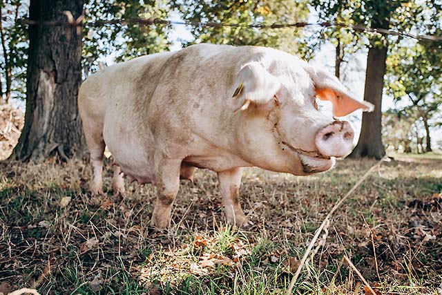 Cerdo Large White: Características Básicas