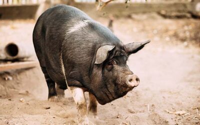Cerdo Hampshire. Principales características